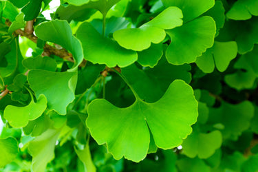 10 GINKGO BILOBA Maidenhair Tree Yellow Fall Orange